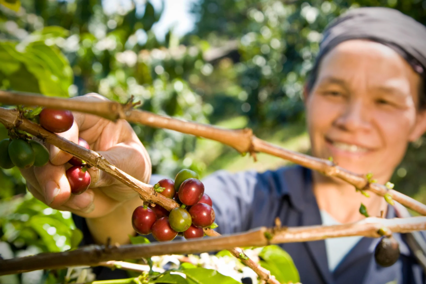 La nueva Ley de Economía Social reconoce el Comercio Justo como sector estratégico y refuerza su papel en la transición sostenible.