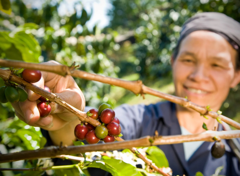 La nueva Ley de Economía Social reconoce el Comercio Justo como sector estratégico y refuerza su papel en la transición sostenible.