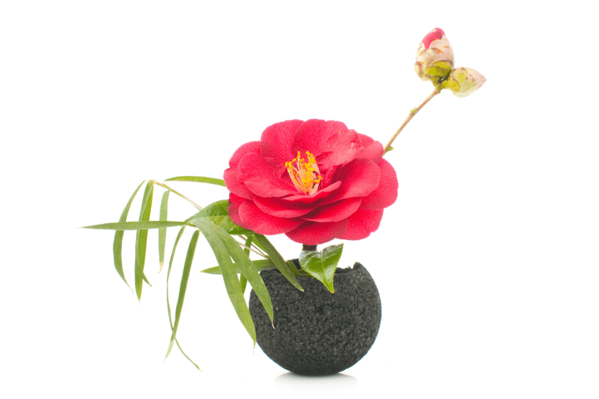 Ikebana Salamanca, CSIC talleres plantas, IRNASA Salamanca, arte floral japonés España, divulgación científica plantas