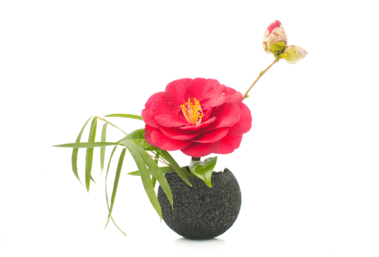 Ikebana Salamanca, CSIC talleres plantas, IRNASA Salamanca, arte floral japonés España, divulgación científica plantas