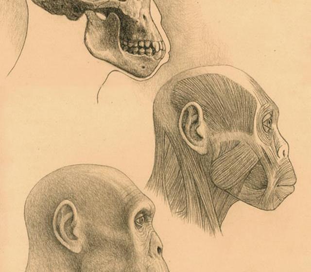 El Museo de la Evolución Humana exhibe la obra de Mauricio Antón sobre evolución humana hasta agosto.