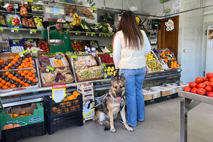 perros guía, ONCE, Día Internacional Perro Guía, acceso establecimientos, discapacidad visual, Valladolid, Ley Bienestar Animal, Fundación ONCE Perro Guía, autonomía personal, inclusión social, personas ciegas